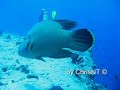 Maldives Scuba Diving Kandholhu 2008