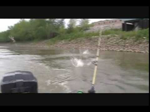 Asian Carp Invasion With FATBOY DAN ...