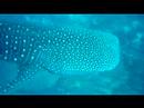 Whale Shark At Maamigili Beru Maldives