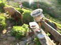Huser Yaylası Sabah İnekler Dağlara Gidiyor..