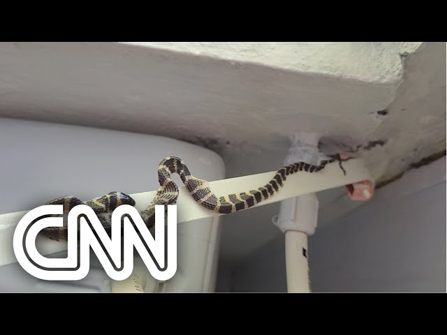 Cobra é resgatada em SC após ficar presa em fita adesiva em forro de residência | CNN BRASIL