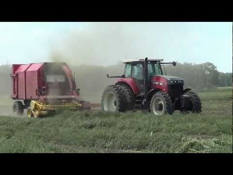how to harvest mint