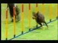Crufts 2008