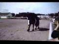 Anton 343 Keur 2006 USA