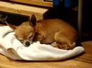 ChiHuaHua - Vitz 2 ChiHuaHua - Vitz 2