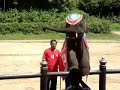 Elephant Show In Bangkok