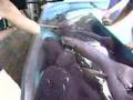 Curacao Sea Aquairum Shark Feeding