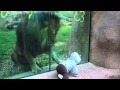 Lion trying to attack baby at zoo