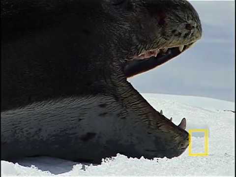 lepord seal