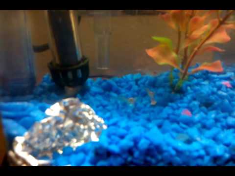 how to care ghost shrimp