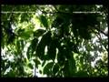 Rio Negro-El Topo.avi