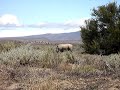 Sanbona Rhino