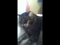 My cat Maza