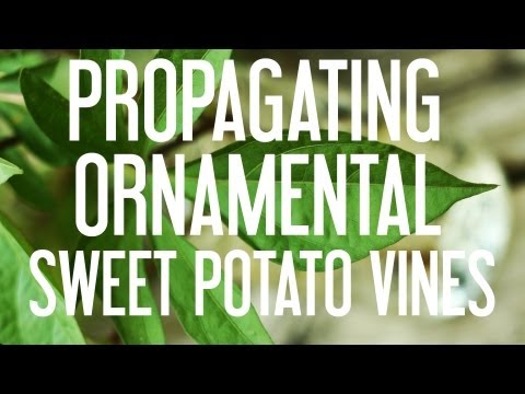 how to replant sweet potato vine