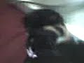 Missys Kittens