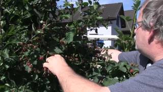 #734 Unterschiede zwischen Brombeere Navaho Bigandearly und Summerlong