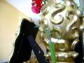 videos de mantis religiosa