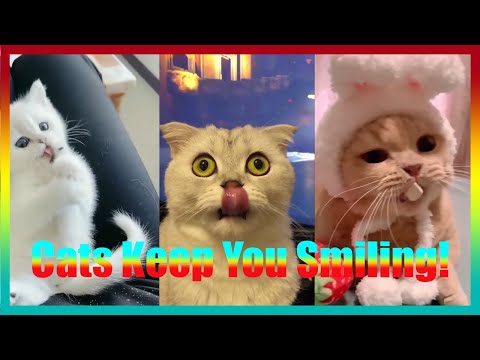 Cute and Funny Cat Videos to Keep You Smiling π±