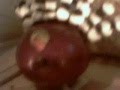 videos de turkey and the straw.wmv