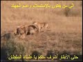 فيديو يريك أن حتى الحيوانات يدافع بعضها عن البعض الآخر ، وحين يشعرون يالضعف يتّحدون لصد العدو الغاشم فمتى تكونون ولو أبقارا أيها الذين يفتون فتاوى ضالة يا أيهاالمنافقون