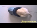Puppy loves sitting in slipper 