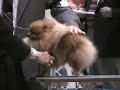 2 poms battle 2 poms battle