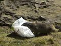 Les marmottes du saut du Laire Les marmottes du saut du Laire