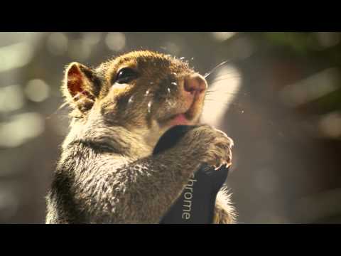 Chromecast: A New Era of Squirrel Entertainment