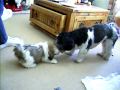 Shi Tzu Showdown. 8 week old girl Tilly vs 2 year old boy Archie.