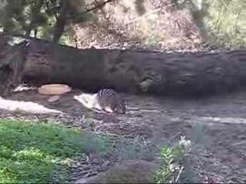 Numbat in Perth Zoo