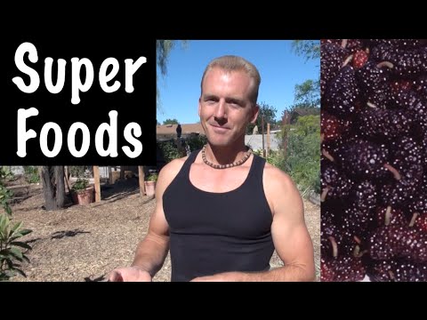 Growing Fruit Trees with SUPERFOODS in the Backyard Garden - Mulberry