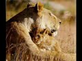 Morgan Heritage ~ Caught Up ~