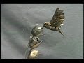 Humming bird: made by Joe Pogan Humming bird: made by Joe Pogan