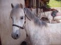 les chevaux de la valette