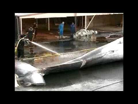 greenpeaceupdate - An Icelandic whaler has caught the first fin whale in a commercial hunt for over 20 years. More information: http://www.greenpeace.org/ Author: greenpeace Co...