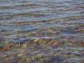 videos de Stingrays in shallow water @ Long Island in the Whitsundays