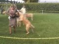 GOLDLEAF MASTIFFS - Soleil