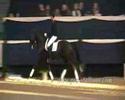 Horses 4 ever and ever Horses 4 ever and ever