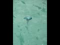 Man-o-war in Key West