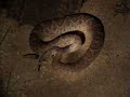 Lepus californicus eaten by Crotalus atrox