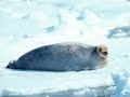 Polar Scenes Polar Scenes