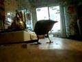 videos de TIKI PICK POKET