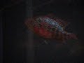 Two small flowerhorn females
