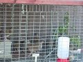 Bobwhite quail 1-month old
