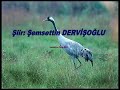 Turnalar - Şemsettin DERVİŞOĞLU - Seslendiren - Serap HOCA
