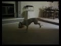 Rodeo Dog! Rodeo Dog!