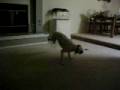 Rodeo Dog!