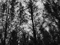 Darkthrone - Unholy Black Metal