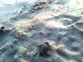 videos de TorTugAs!