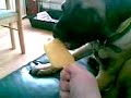 puppy\ puppy\